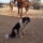 Scarlet, border collie at Effus Ranch with Doc, Foundation bred Quarter-horse gelding foreground.